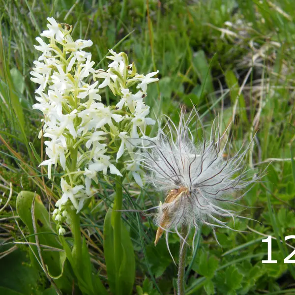 Waldhyazinthe Platanthera bifolia